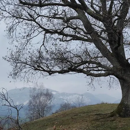 Des 3 Arbres *