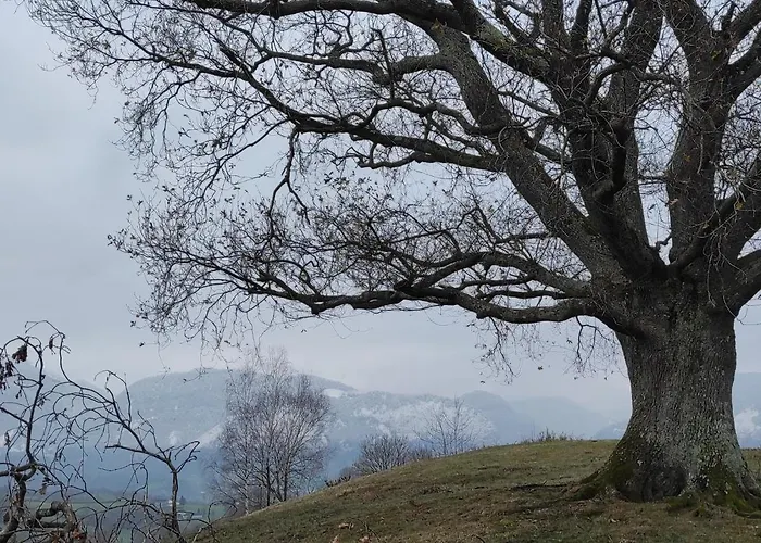 Des 3 Arbres *
